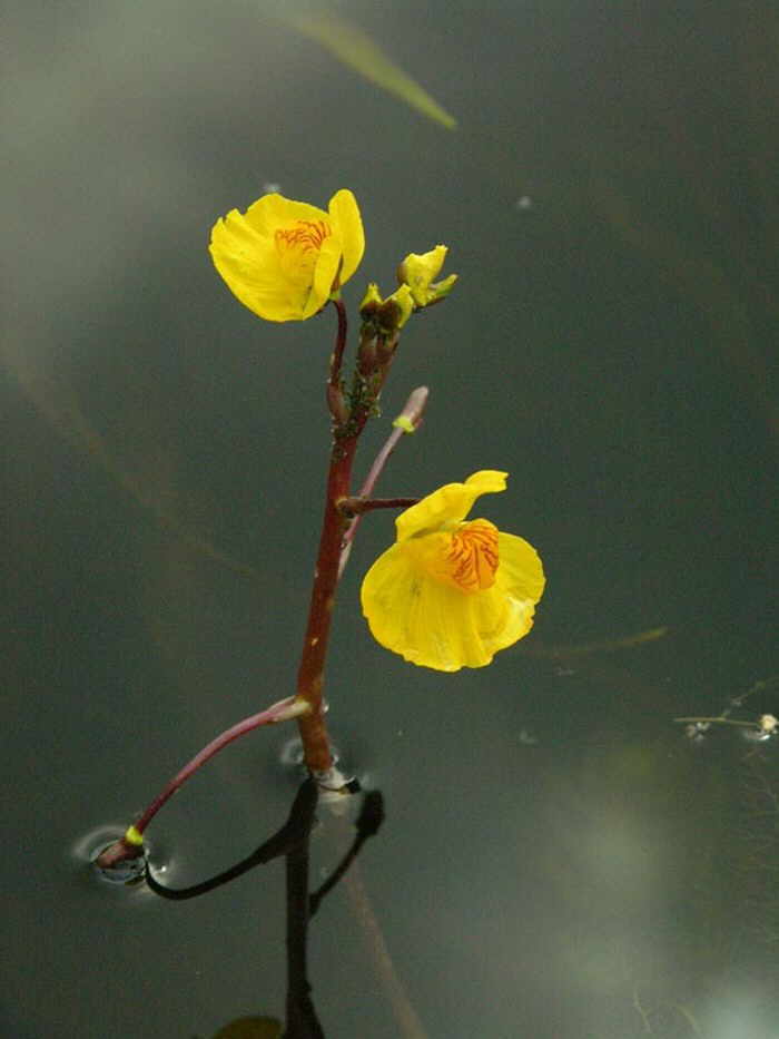 Пузырчатка в пруду. Пузырчатка обыкновенная. Пузырчатка (Utricularia). Пузырчатка растение хищник. Пузырчатка обыкновенная (Utricularia vulgaris).