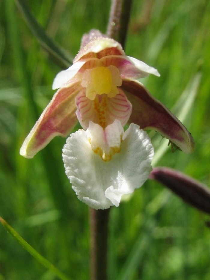 Дремлик болотный. Орхидея Дремлик. Дремлик цветок. Дремлик болотный семена.